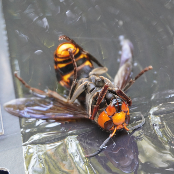 ペットボトルで作る効果抜群スズメバチ捕獲器の作り方